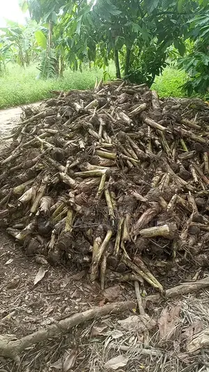 Plantain Sucker Available for Sales