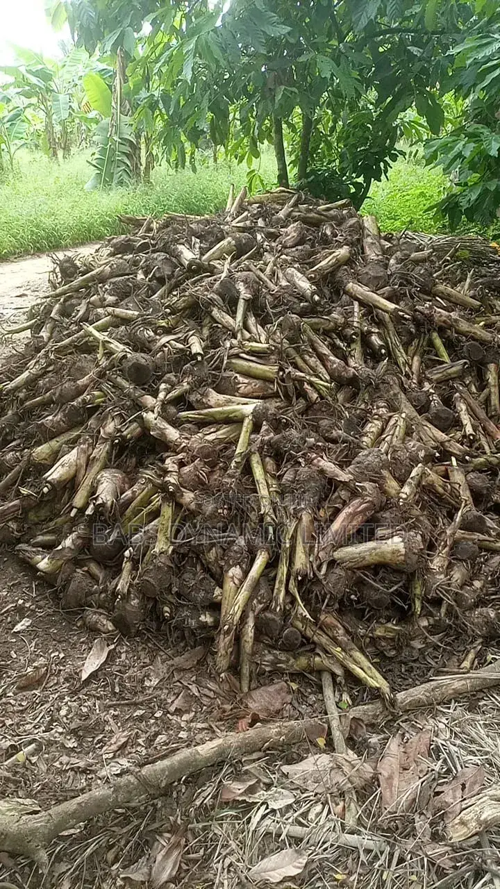 Plantain Sucker Available for Sales