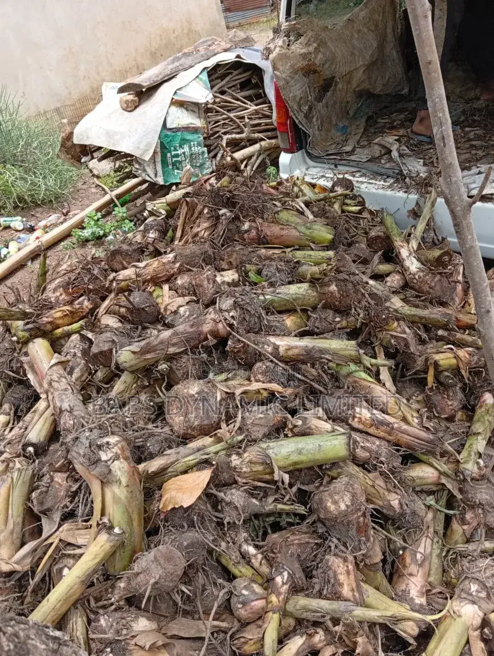 Plantain Sucker Available for Sales