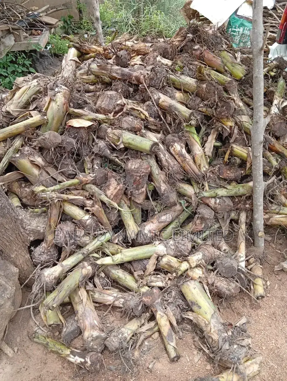 Plantain Sucker Available for Sales