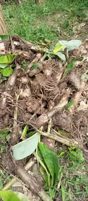 Plantain Sucker Available for Sales
