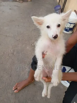 1-3 months Female Purebred American Eskimo