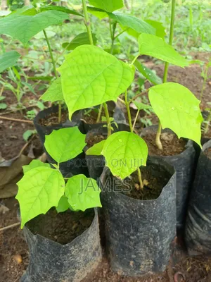 Fast-Growing Gmelina Arborea (Melina) Seedlings - High Yield Timber