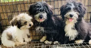 1-3 months Male Purebred Lhasa Apso