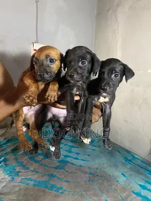 1-3 months Male Purebred American Pit Bull Terrier
