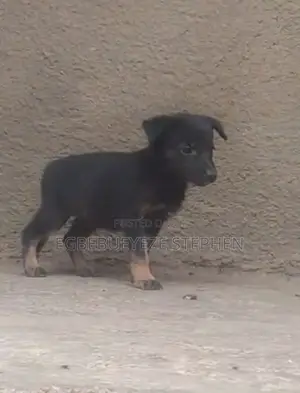 1-3 months Female Purebred German Shepherd