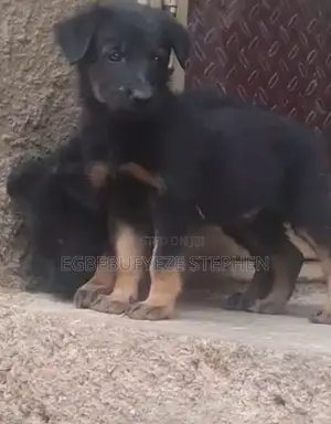 1-3 months Male Purebred German Shepherd