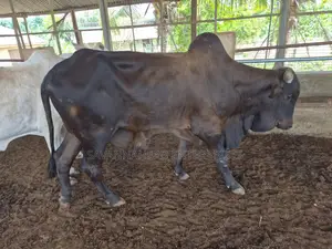 Buy Your Cow – Direct From Ranch (No Middlemen)