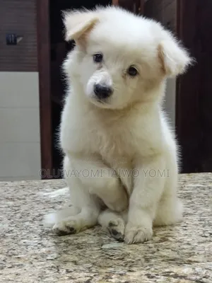 1-3 months Female Purebred American Eskimo