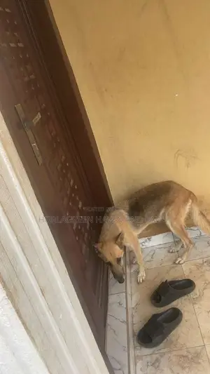 1+ year Female Purebred German Shepherd