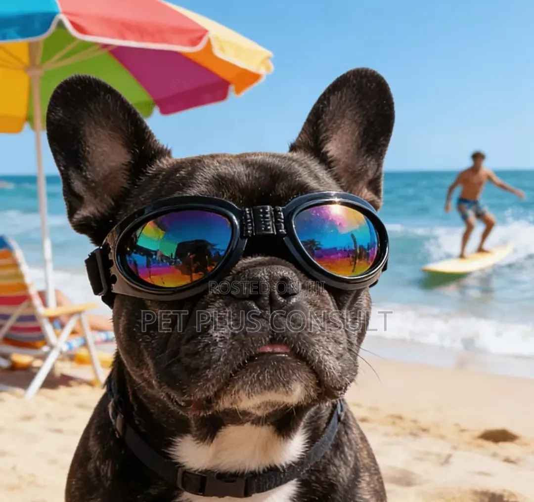 Dog Sun Glasses