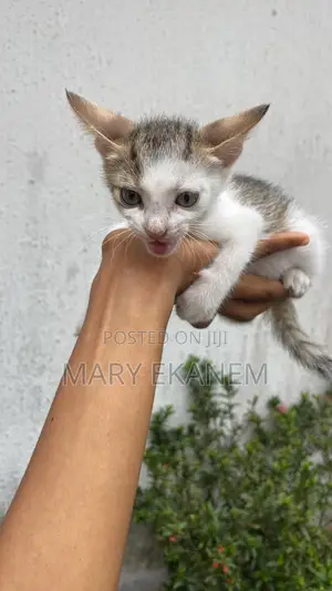 1-3 months Male Purebred American Shorthair
