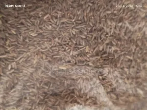 Cumin Seeds