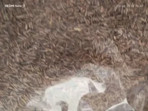 Cumin Seeds