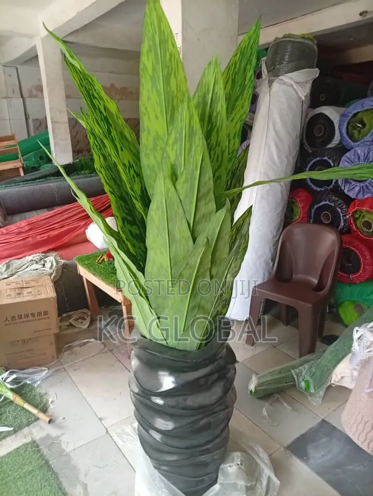 Flower and Pot Available for House
