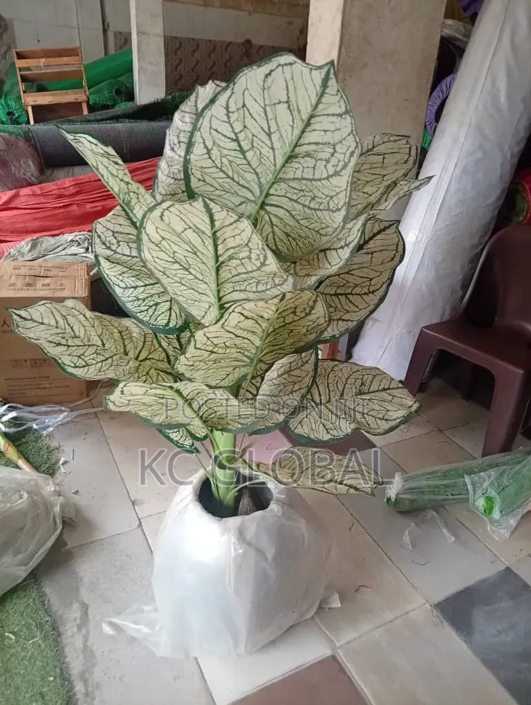 Flower and Pot Available for House