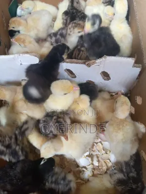 Sales Of Quality Day Old Chicks, Few Week Birds Both Foreign And Local