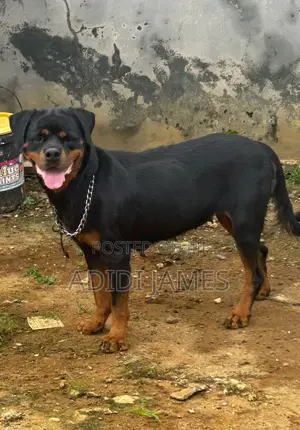 1+ year Female Purebred Rottweiler