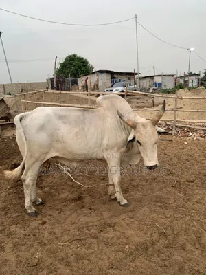 Quality Cows at Exclusive Prices