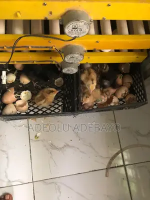 Used 500 Egg Capacity Incubator Available