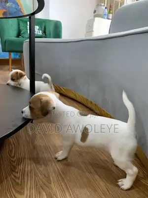 1-3 months Male Purebred Jack Russell Terrier