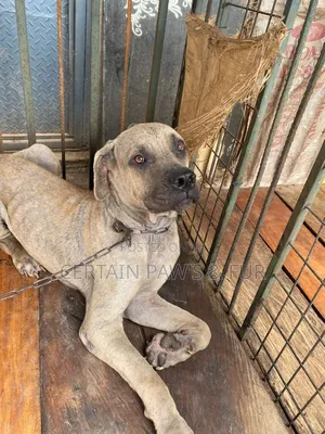 1+ year Male Purebred Boerboel
