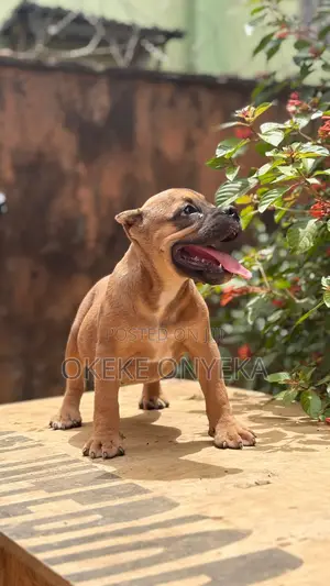 1-3 months Female Purebred American Bully