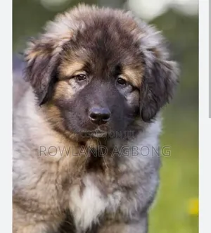 1-3 months Female Mixed Breed Caucasian Shepherd