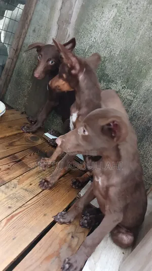 1-3 months Male Purebred Doberman Pinscher