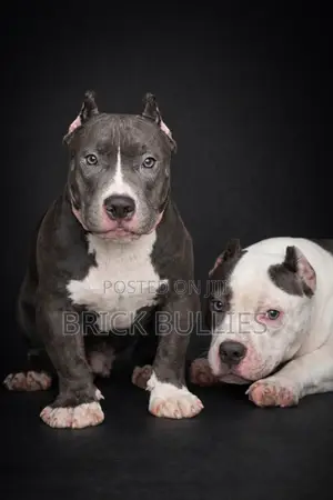 3-6 months Male Purebred American Bully