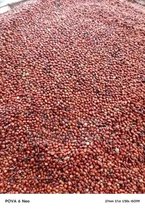 Bag of Corn, Millet,Guinea Corn, Beans