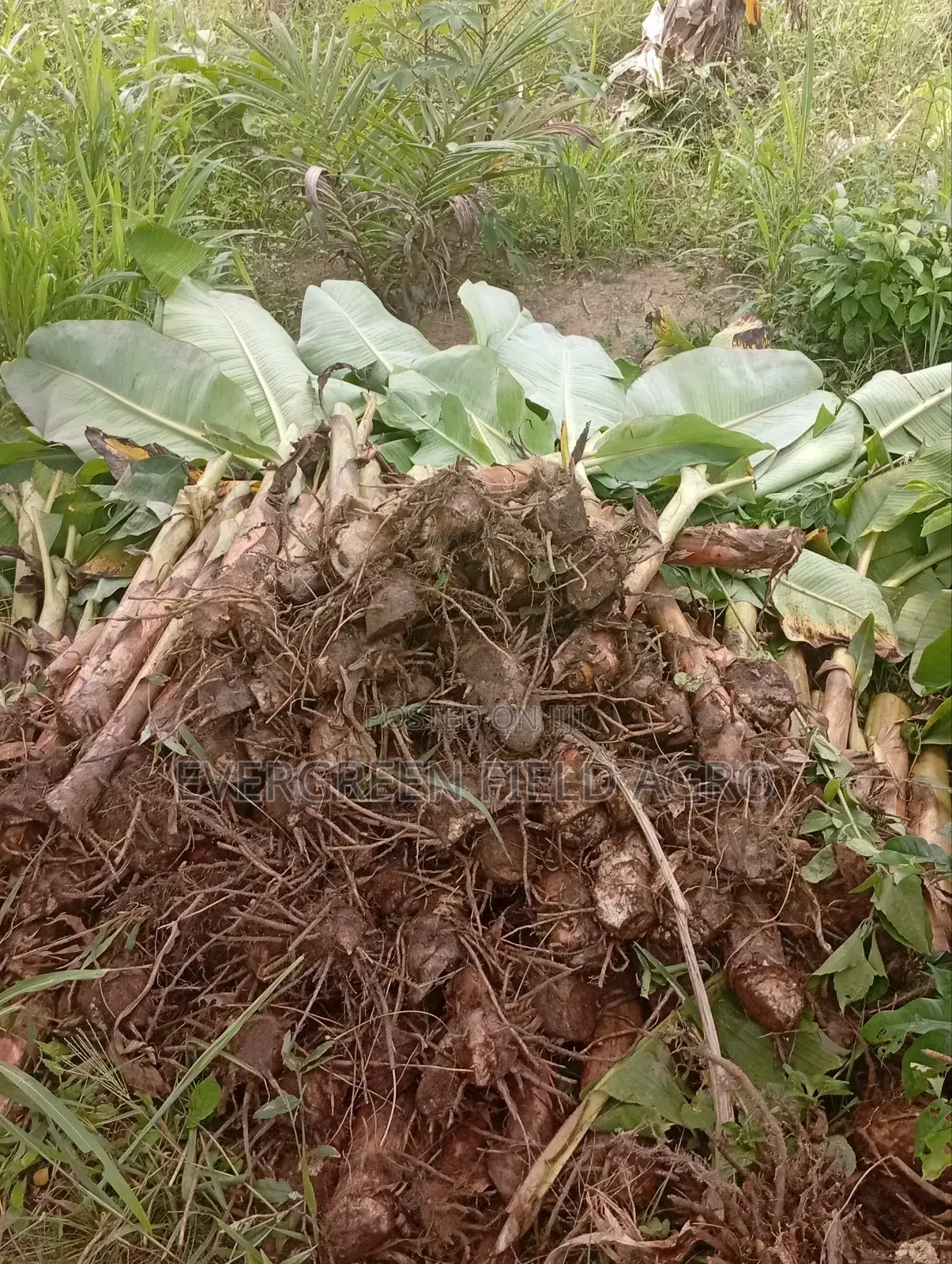 Plantain Suckers