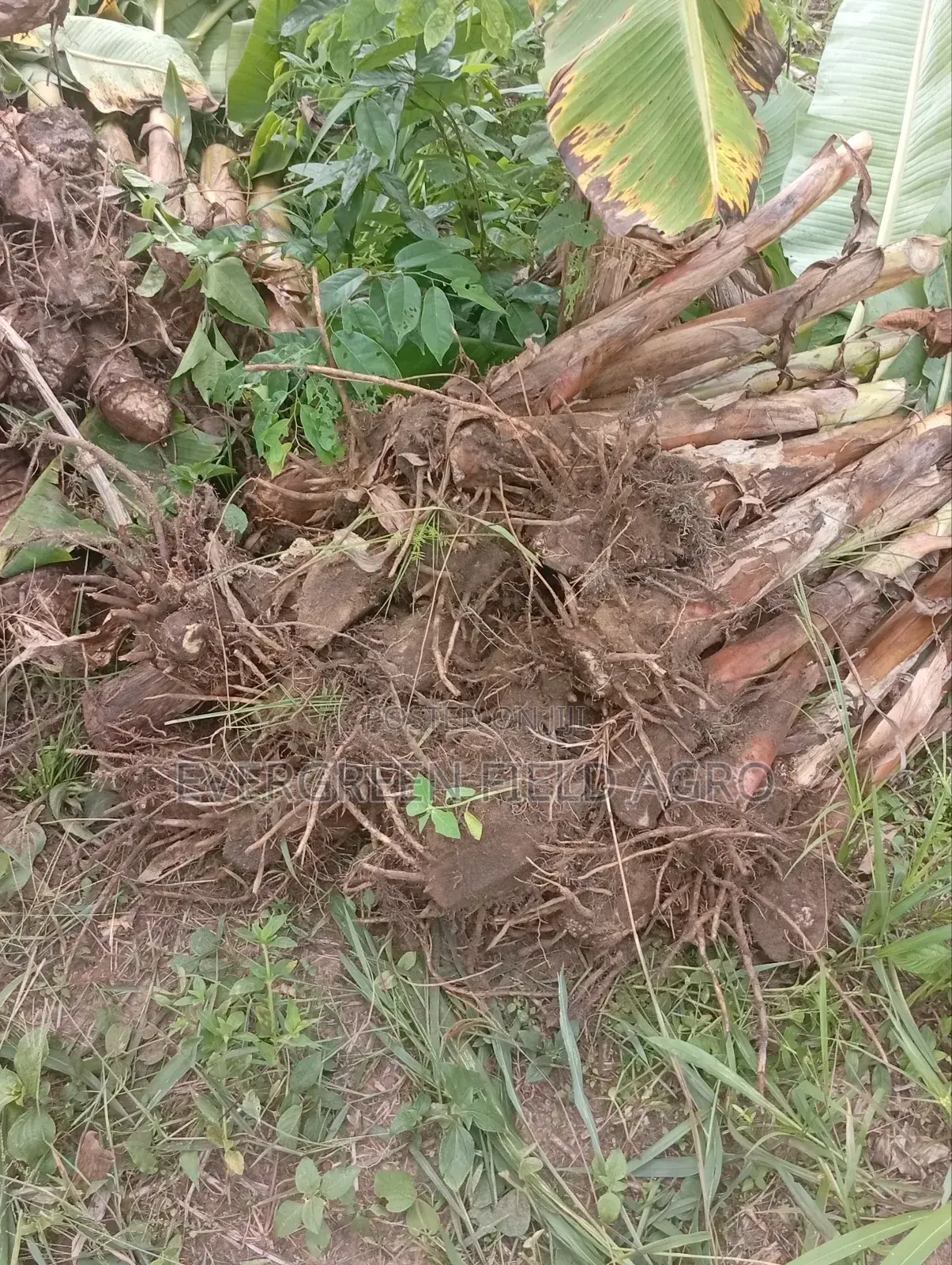Plantain Suckers