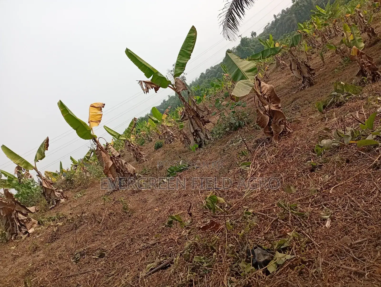 Plantain Suckers
