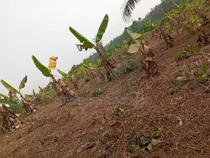 Plantain Suckers