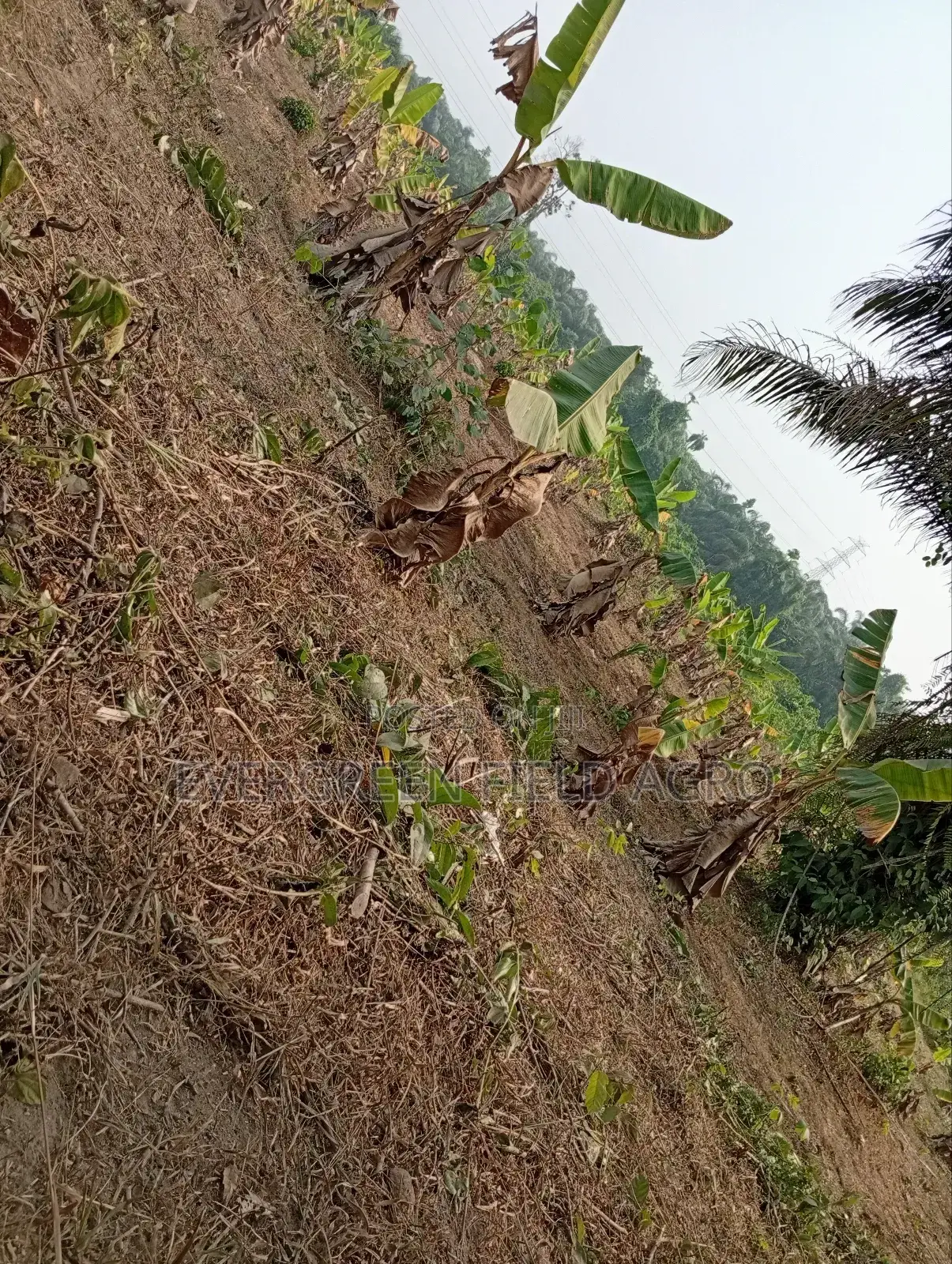 Plantain Suckers