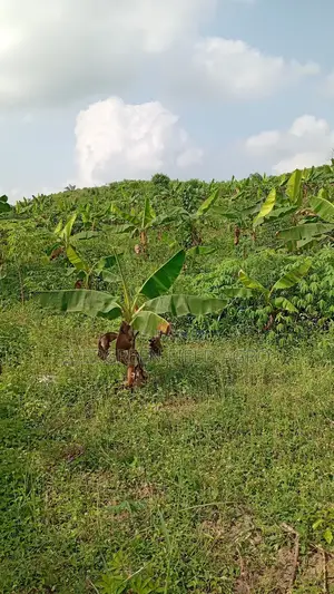 Plantain Suckers