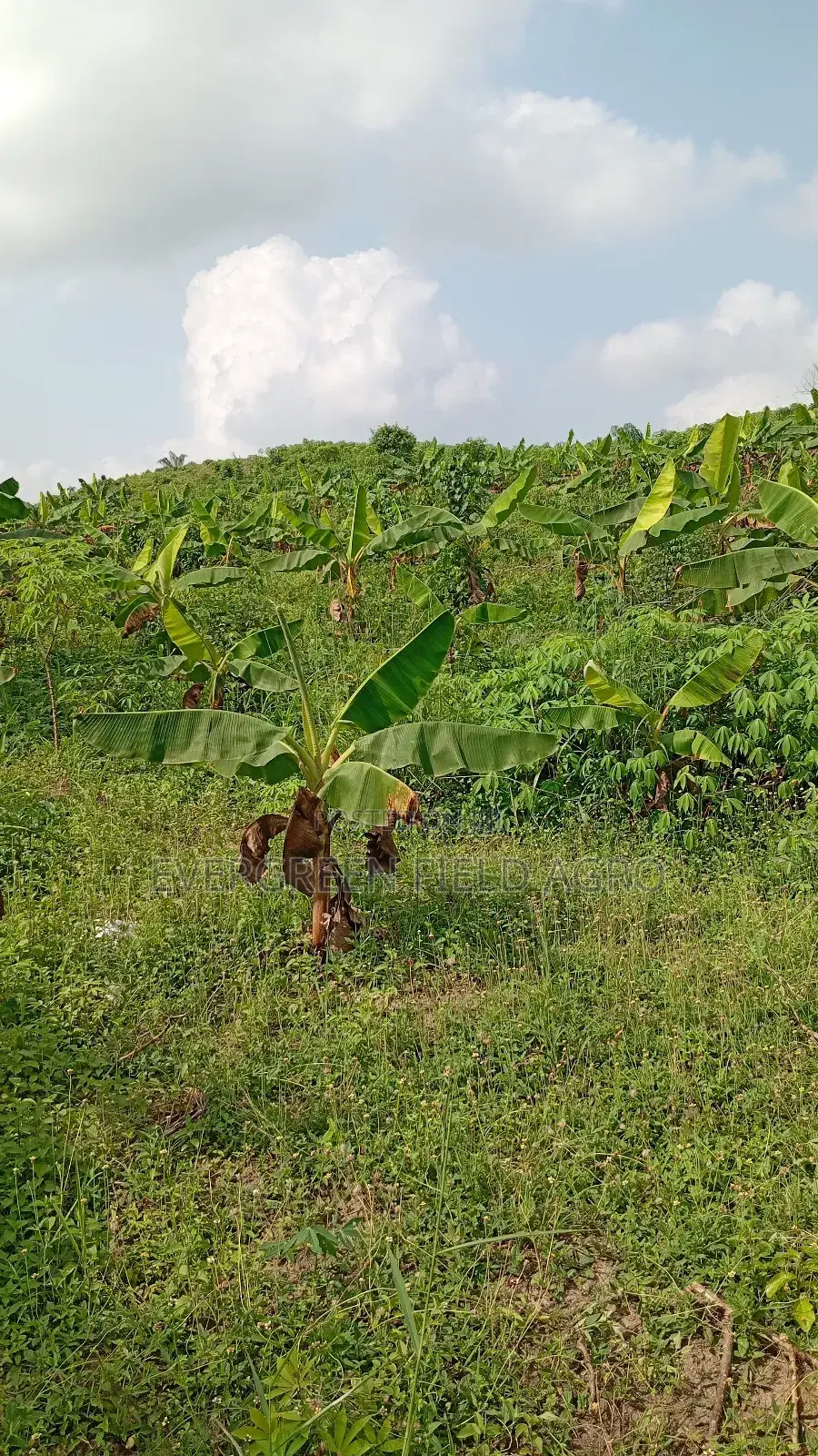 Plantain Suckers