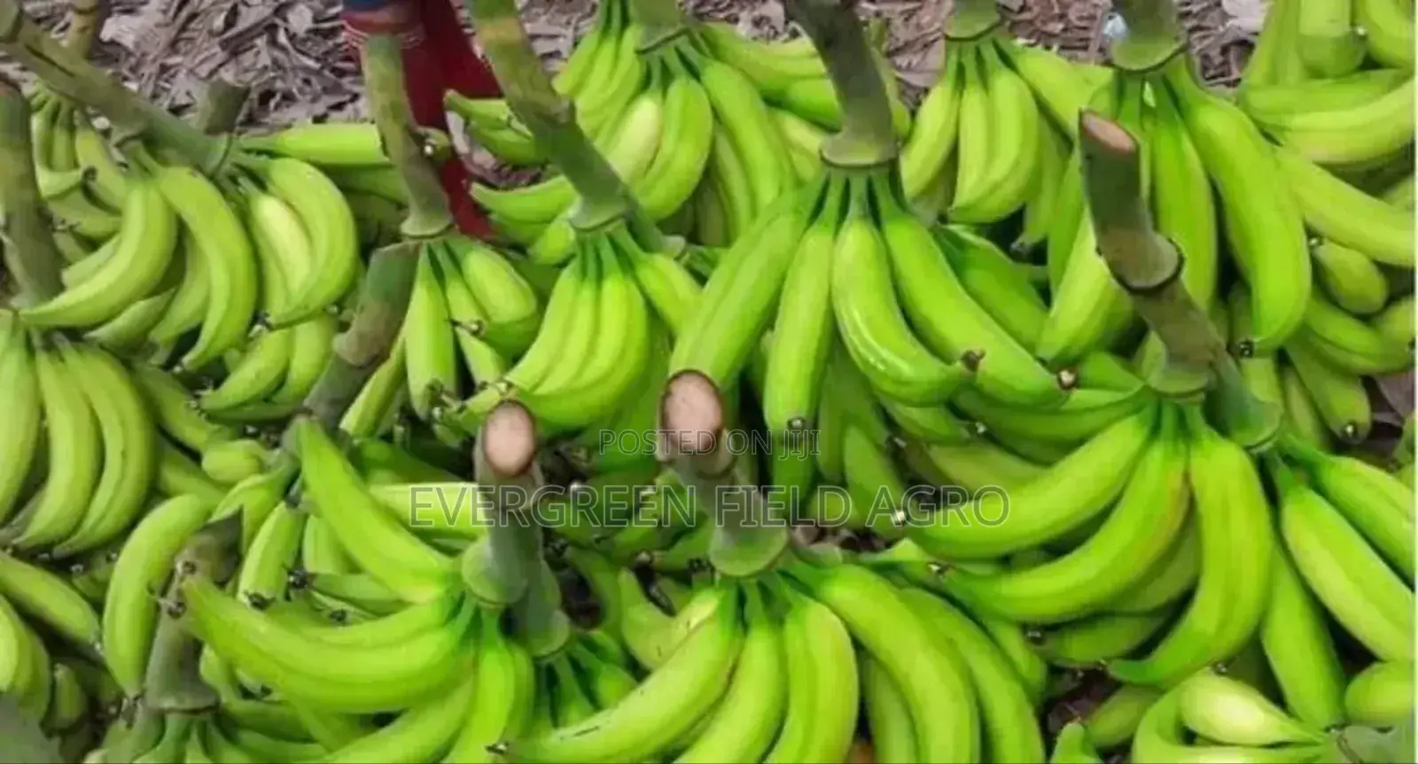 Plantain Suckers