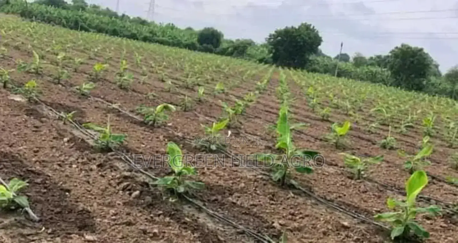 Plantain Suckers