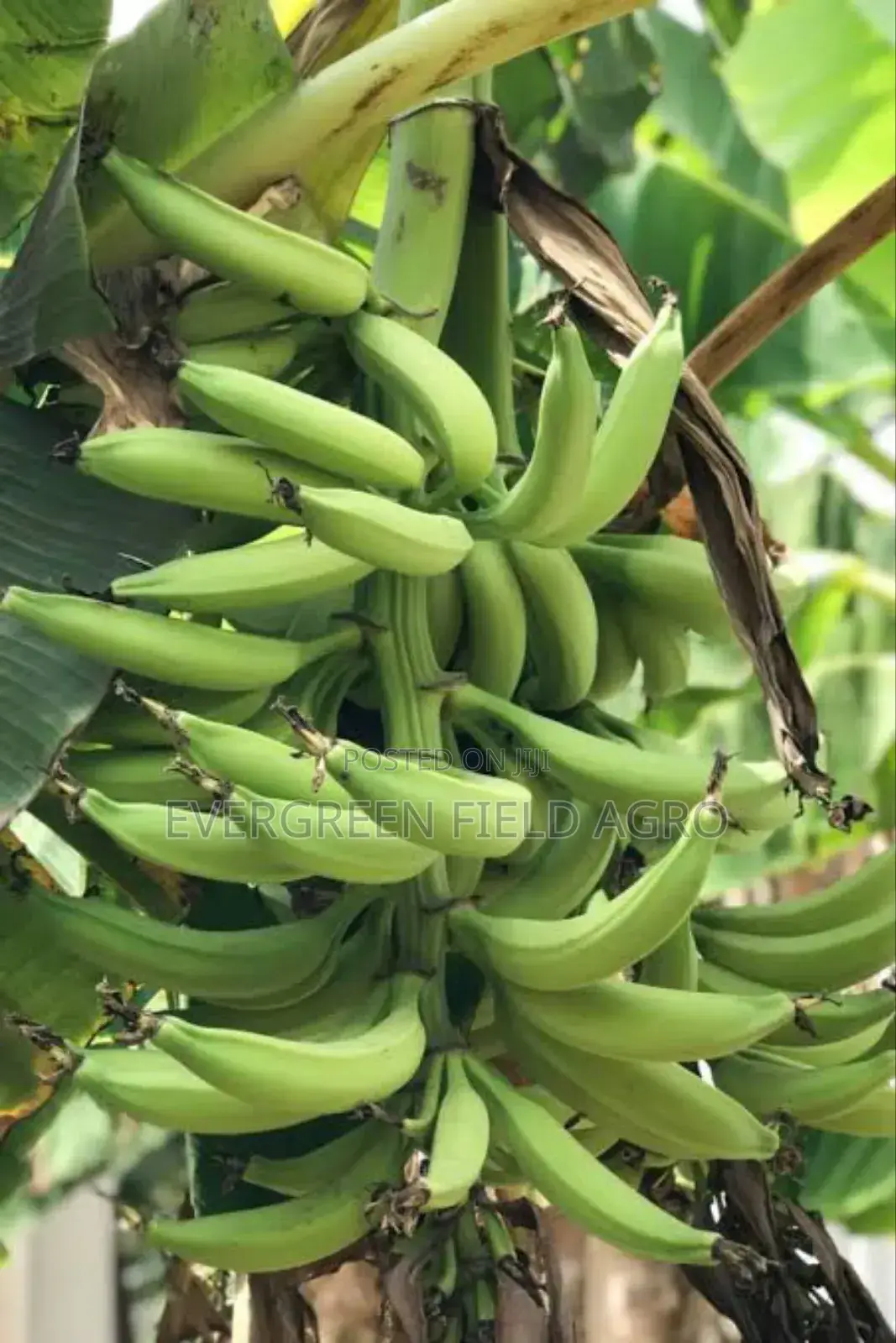 Plantain Suckers