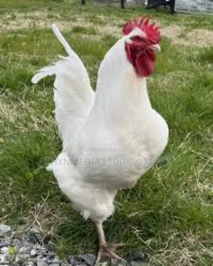 Ajọ(Thrift) for Xmas Chicken