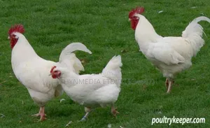 Mature Cockrel Chickens for Sale