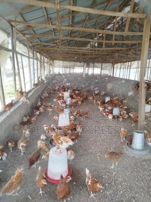 10,000 Pieces of Well Raised Point of Cage Available
 Dor Sale