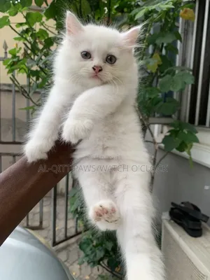 1+ year Male Purebred Persian
