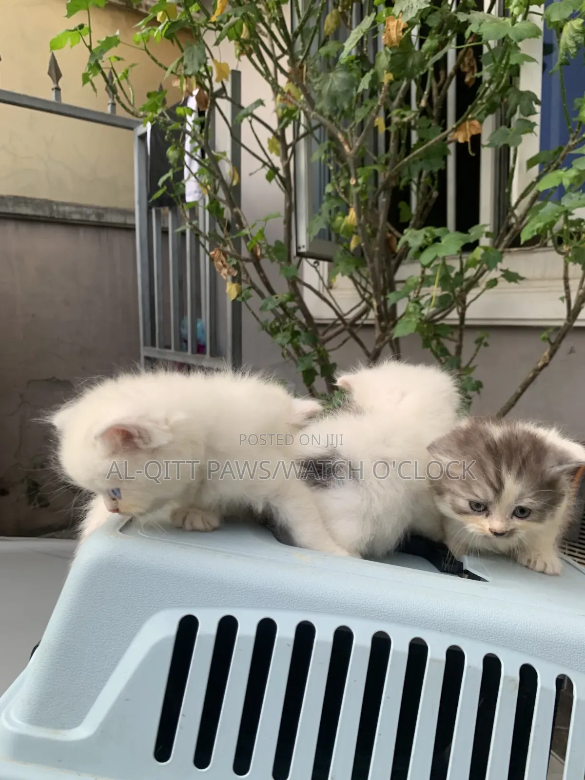 1+ year Male Purebred Persian