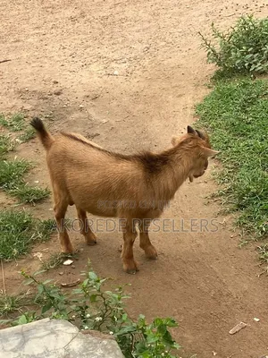 Akorede Farm