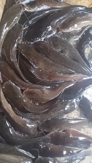 Live Catfish for Sale