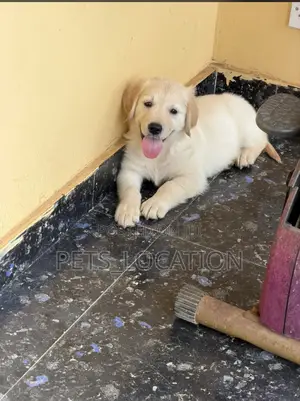 1-3 months Male Purebred Golden Retriever