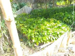 Crin Tc Series Hybrid Cocoa Seedlings